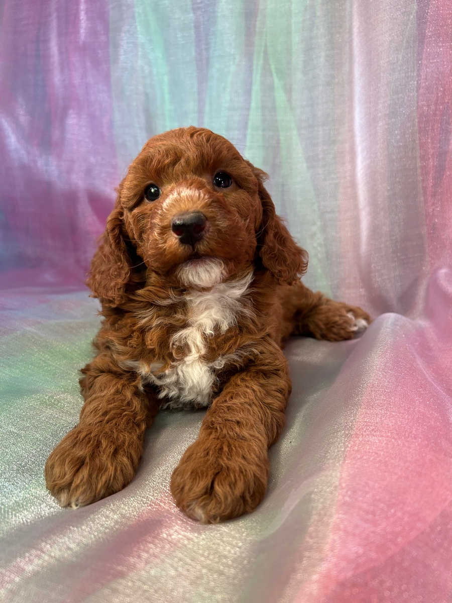 Female F1b Mini Goldendoodle Pup for Sale DOB 3-24-2025